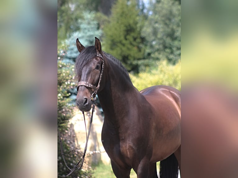 PRE Hongre 8 Ans 169 cm Bai brun in Santok