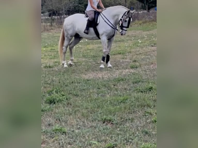 PRE Hongre 8 Ans 169 cm Gris in Anzo (Grado)