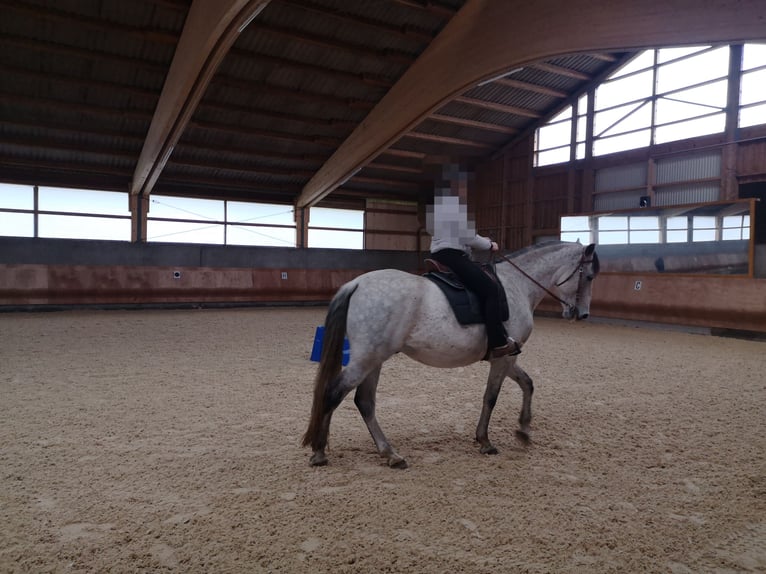PRE Croisé Hongre 8 Ans 170 cm Gris moucheté in Dinkelsbühl