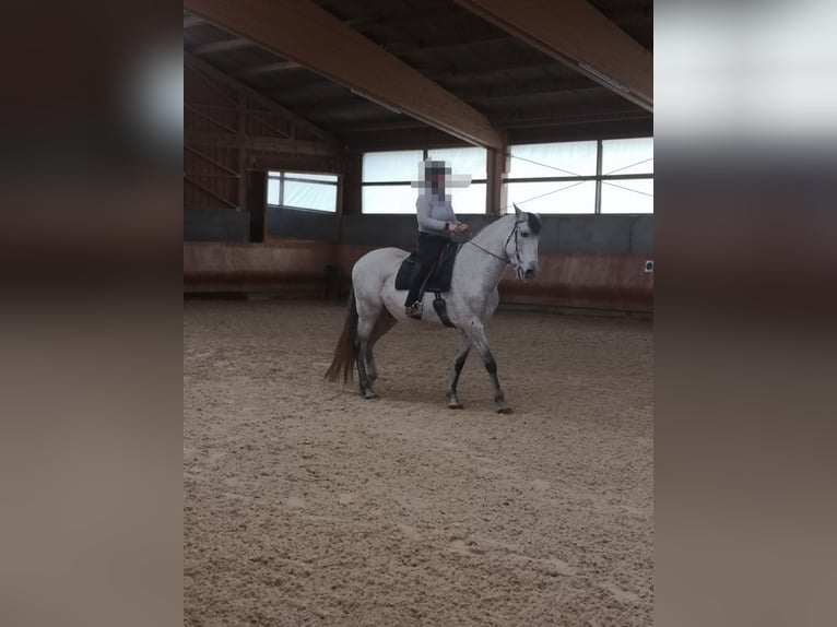 PRE Croisé Hongre 8 Ans 170 cm Gris moucheté in Dinkelsbühl