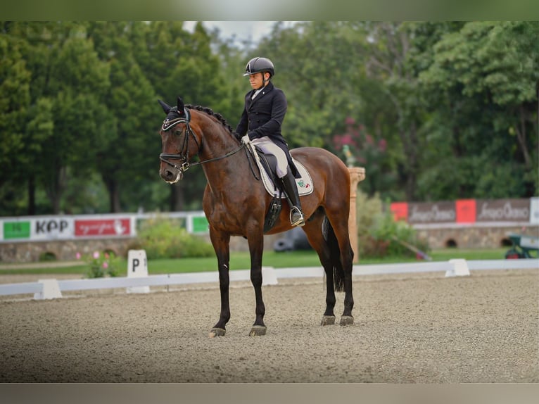 PRE Hongre 8 Ans 172 cm Bai in Mornico al serio (BG)