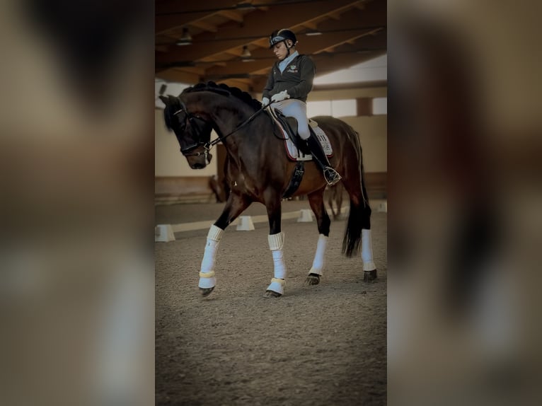 PRE Hongre 8 Ans 172 cm Bai in Mornico al serio (BG)