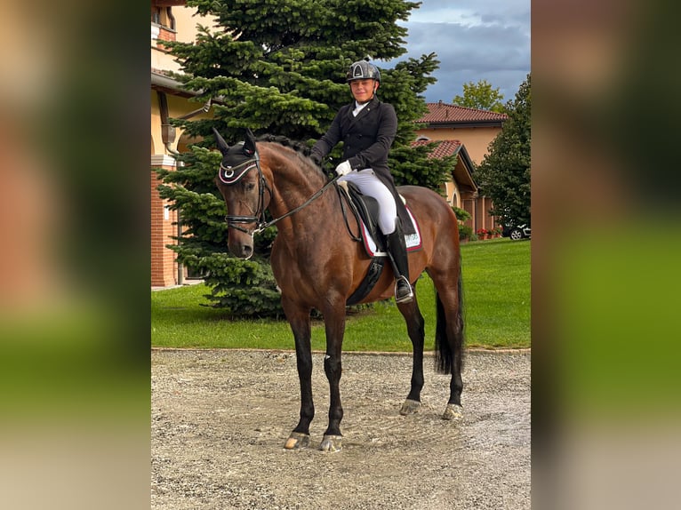 PRE Hongre 8 Ans 172 cm Bai in Mornico al serio (BG)