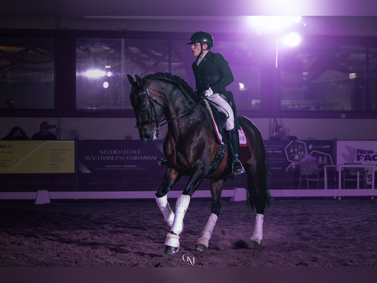 PRE Hongre 8 Ans 172 cm Bai in Mornico al serio (BG)