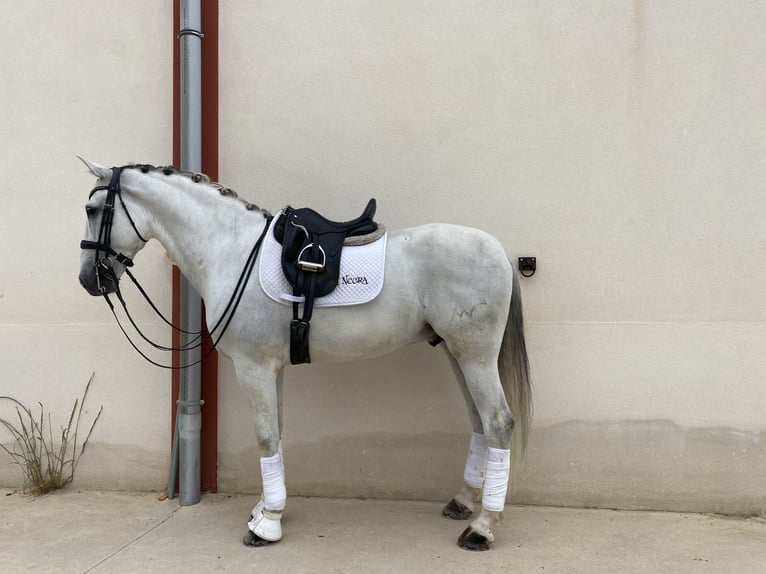 PRE Hongre 8 Ans 174 cm Gris in Valladolid