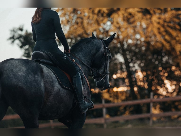 PRE Croisé Hongre 8 Ans 178 cm Peut devenir gris in Wermelskirchen