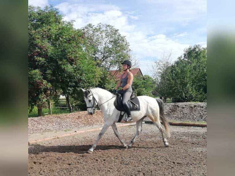 PRE Croisé Hongre 9 Ans 155 cm Gris pommelé in Karlshuld