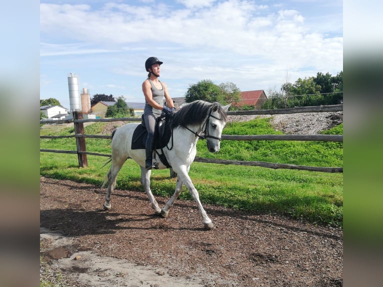 PRE Croisé Hongre 9 Ans 155 cm Gris pommelé in Karlshuld