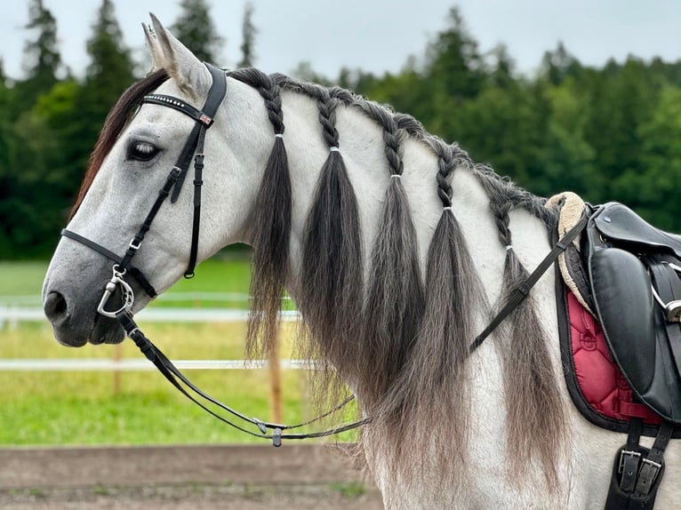 PRE Croisé Hongre 9 Ans 155 cm Gris in Baar