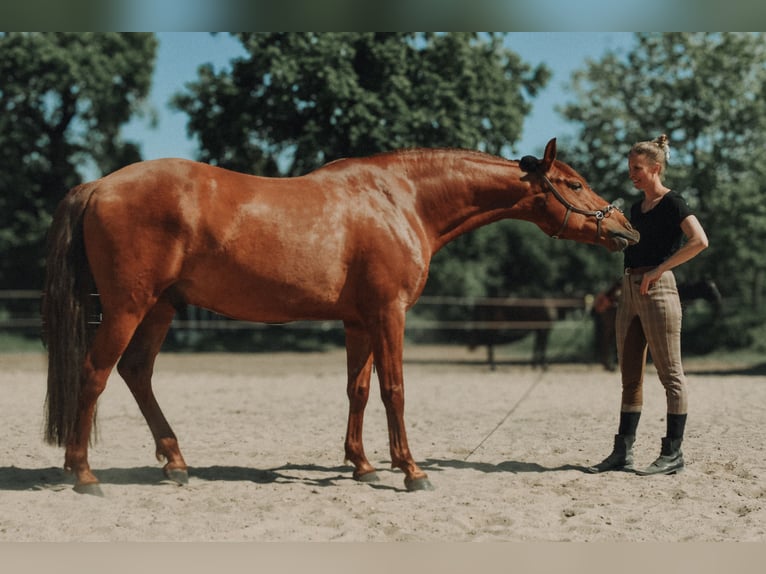 PRE Hongre 9 Ans 158 cm Alezan in Osdorf