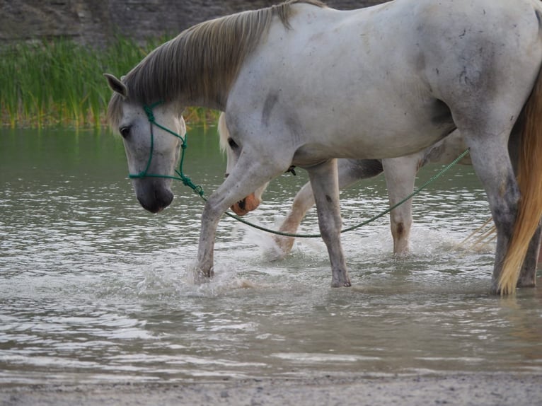 PRE Hongre 9 Ans 160 cm Gris in Kranichfeld