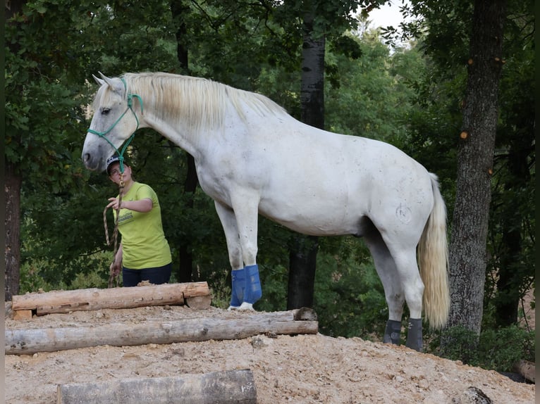 PRE Hongre 9 Ans 160 cm Gris in Kranichfeld