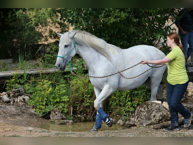 PRE Hongre 9 Ans 160 cm Gris in Kranichfeld