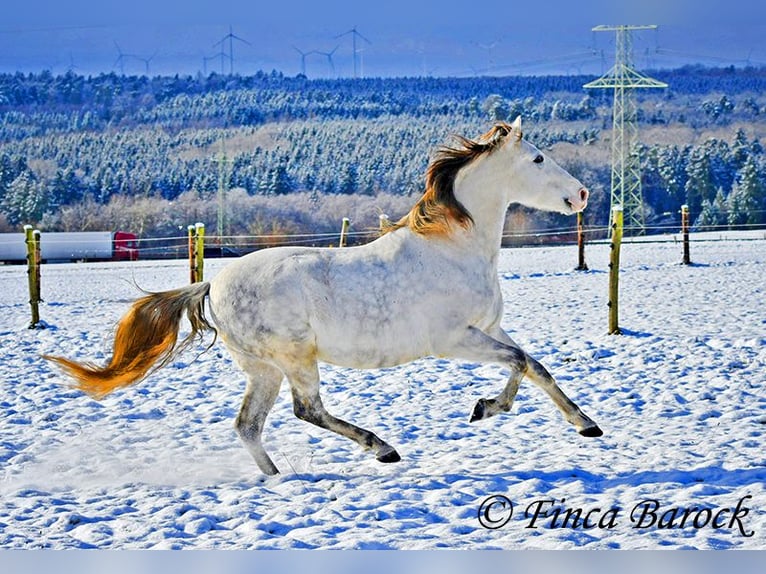 PRE Hongre 9 Ans 160 cm Gris in Wiebelsheim