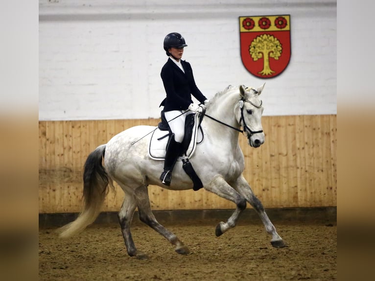PRE Hongre 9 Ans 162 cm Gris in LüdinghausenLüdinghausen