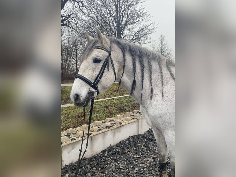 PRE Croisé Hongre 9 Ans 162 cm Gris in Kornberg