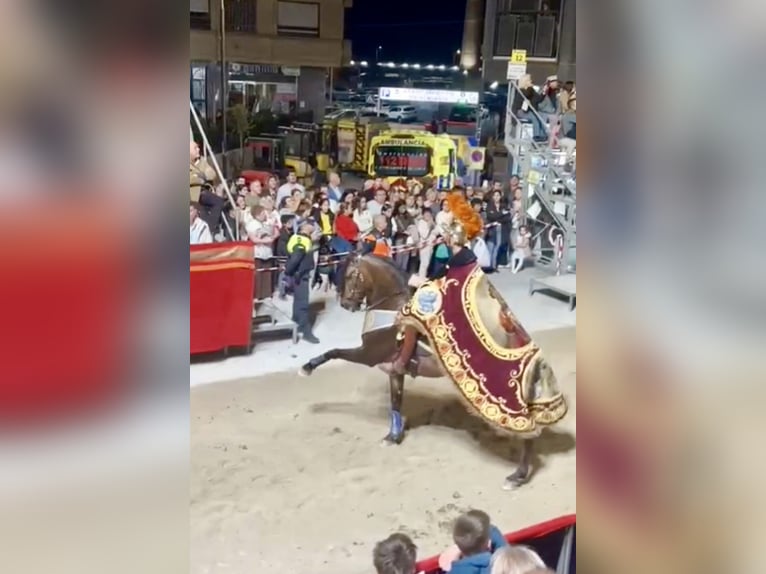 PRE Croisé Hongre 9 Ans 163 cm Bai in Murcia