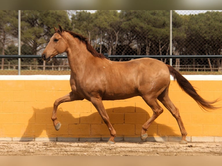 PRE Croisé Hongre 9 Ans 164 cm Alezan in Hamburg