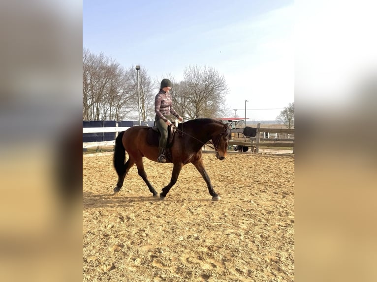 PRE Hongre 9 Ans 164 cm Bai in Banzkow