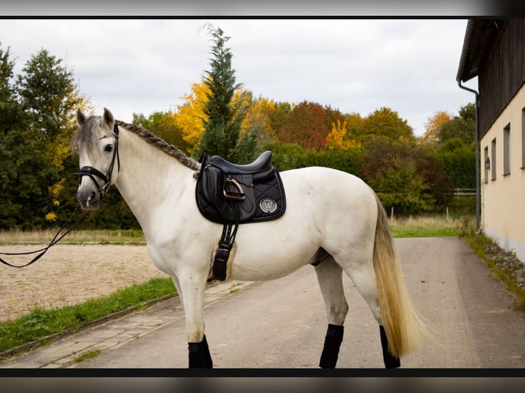 PRE Hongre 9 Ans 164 cm Gris in Babenhausen PRE Hongre 9 Ans 164 cm Gris in Babenhausen