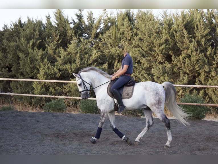 PRE Croisé Hongre 9 Ans 164 cm Gris in SEVILLE