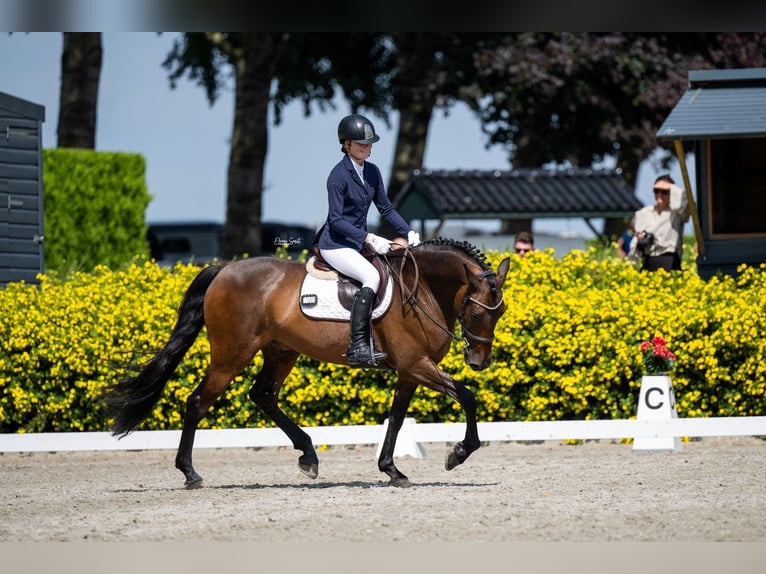 PRE Hongre 9 Ans 165 cm Bai in Knegsel