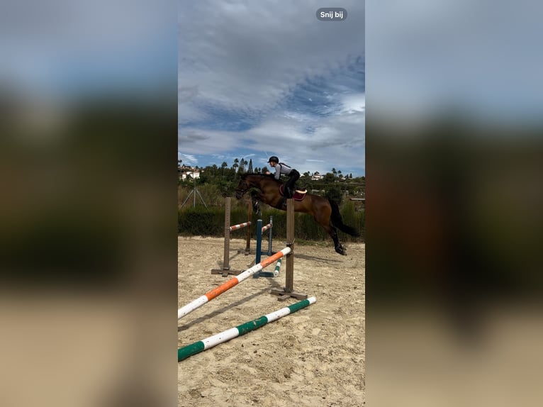 PRE Hongre 9 Ans 165 cm Bai in Knegsel