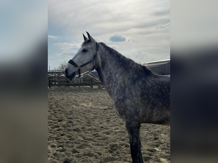 PRE Hongre 9 Ans 165 cm Gris in Dentergem