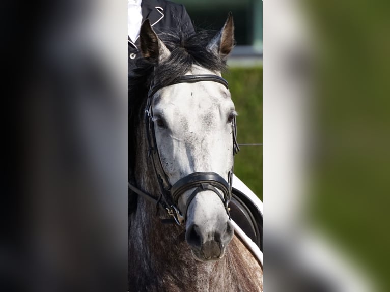 PRE Hongre 9 Ans 165 cm Gris in Dentergem
