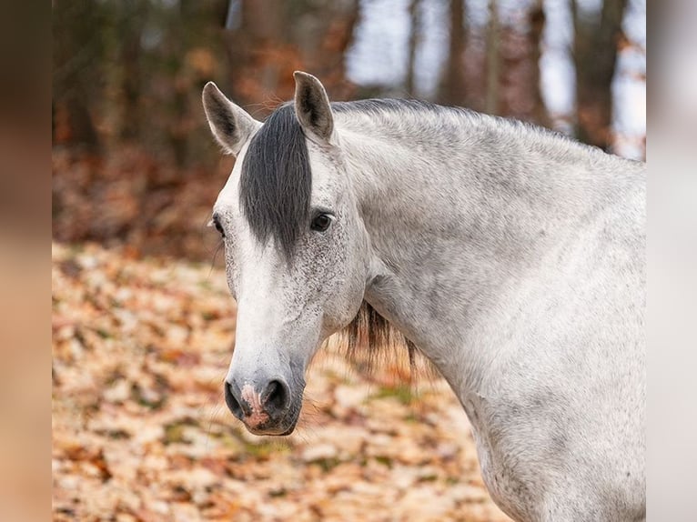 PRE Croisé Hongre 9 Ans 165 cm Gris in Wiebelsheim