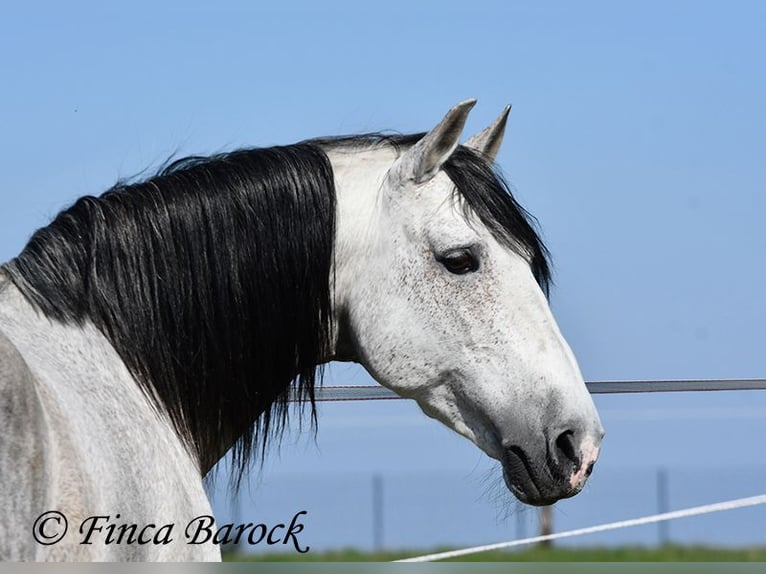 PRE Croisé Hongre 9 Ans 165 cm Gris in Wiebelsheim