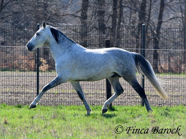 PRE Croisé Hongre 9 Ans 165 cm Gris in Wiebelsheim