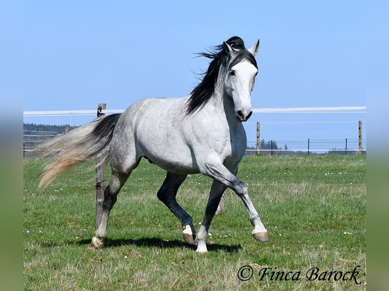 PRE Croisé Hongre 9 Ans 165 cm Gris in Wiebelsheim