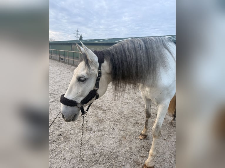 PRE Hongre 9 Ans 165 cm Gris in Solares