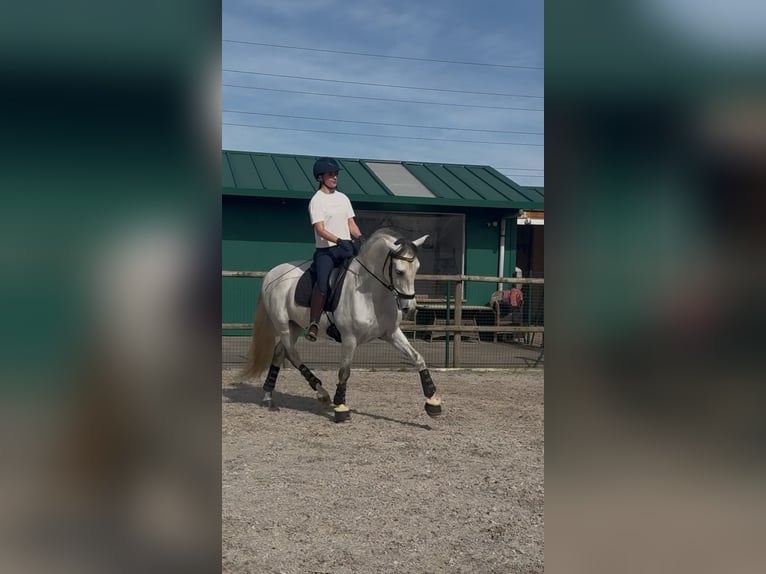 PRE Hongre 9 Ans 165 cm Gris in Solares