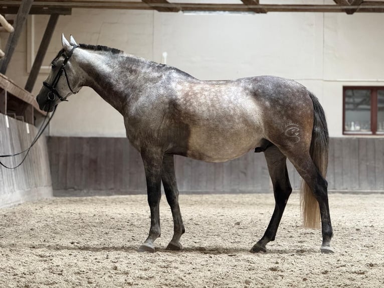 PRE Hongre 9 Ans 165 cm Gris noir in Karben
