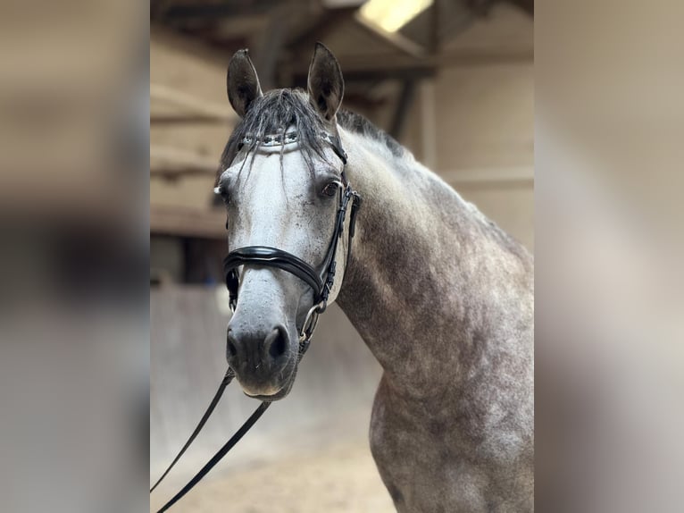 PRE Hongre 9 Ans 165 cm Gris noir in Karben
