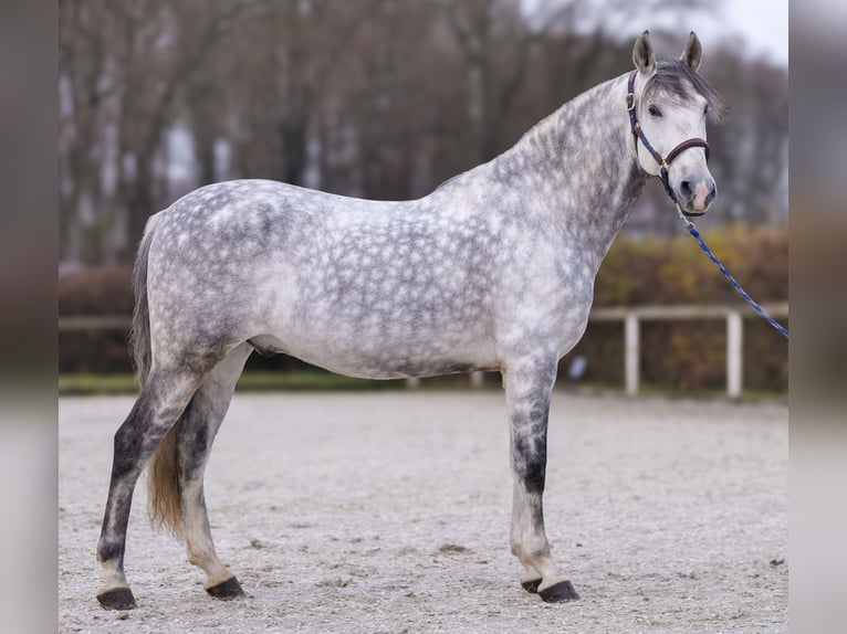 PRE Croisé Hongre 9 Ans 165 cm Gris pommelé in Neustadt (Wied)