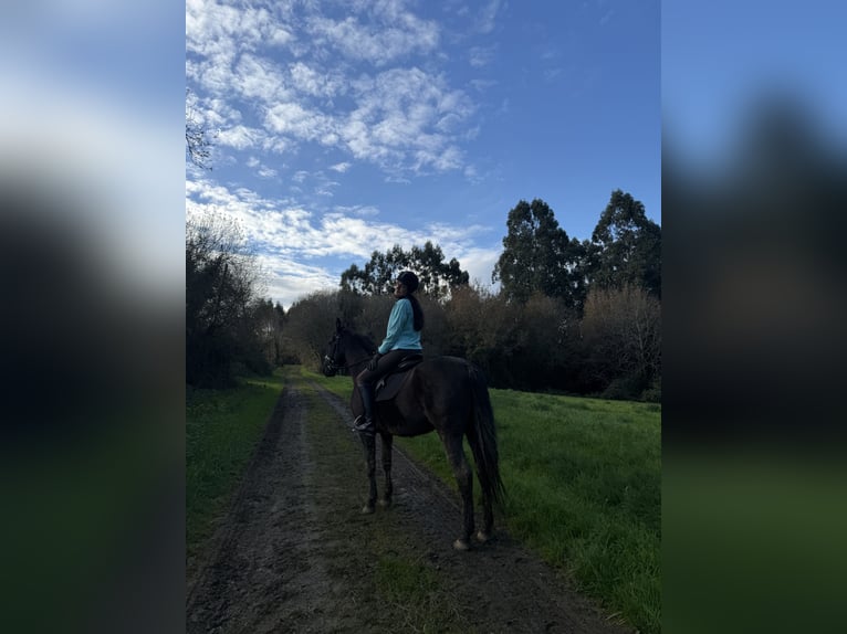 PRE Hongre 9 Ans 166 cm Bai brun in Breixo (Dorneda-Oleiros)