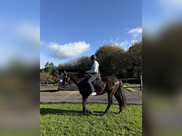 PRE Hongre 9 Ans 166 cm Bai brun in Breixo (Dorneda-Oleiros)