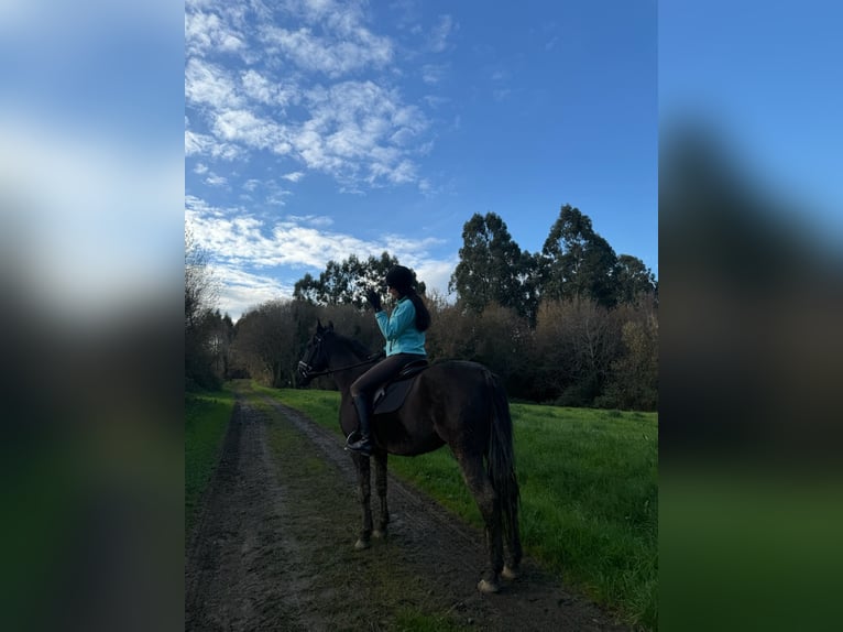 PRE Hongre 9 Ans 166 cm Bai brun in San Vicente De Elviña