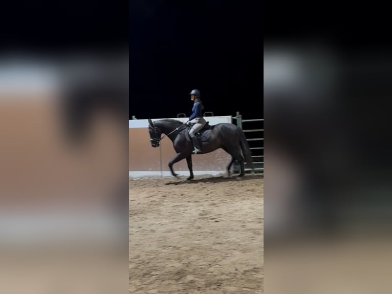 PRE Hongre 9 Ans 166 cm Bai brun in San Vicente De Elviña