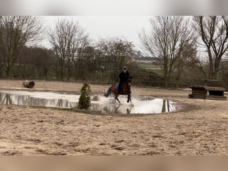 PRE Croisé Hongre 9 Ans 166 cm Bai in Wismar