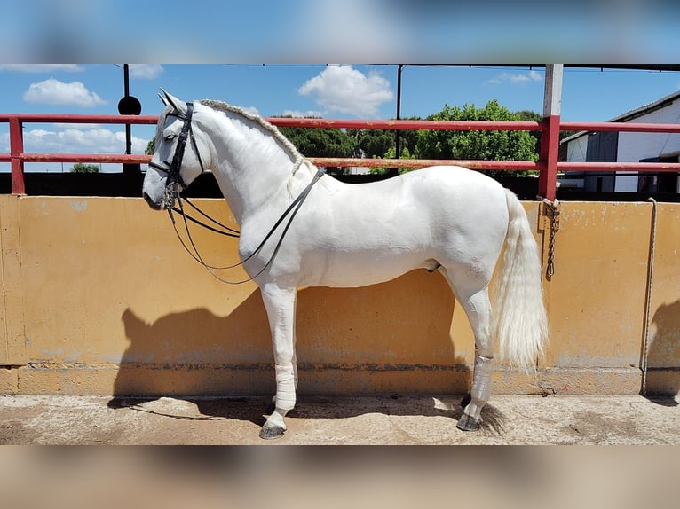 PRE Hongre 9 Ans 166 cm Gris in Don Benito