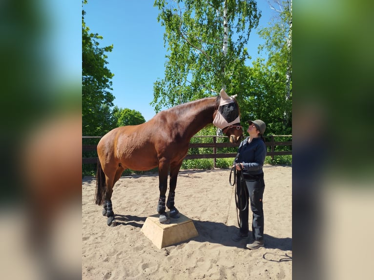 PRE Hongre 9 Ans 167 cm Bai in Nuernberg