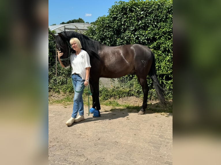 PRE Croisé Hongre 9 Ans 167 cm Noir in Hamburg