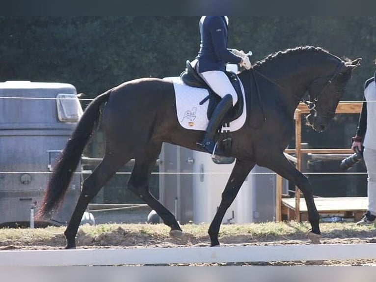 PRE Hongre 9 Ans 167 cm Noir in Grebenhain