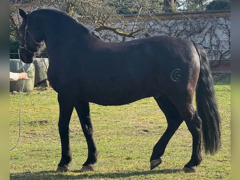 PRE Hongre 9 Ans 168 cm Noir in Wietze