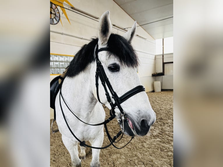 PRE Croisé Hongre 9 Ans 169 cm Gris pommelé in Sottrum