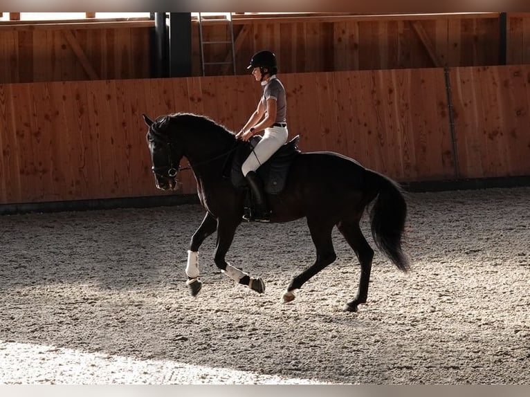 PRE Hongre 9 Ans 169 cm Noir in champfleur